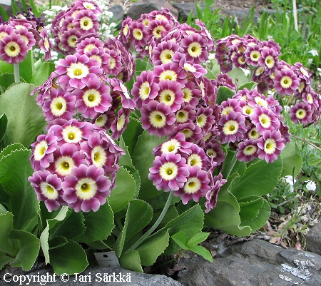 Primula x pubescens, pihaesikko